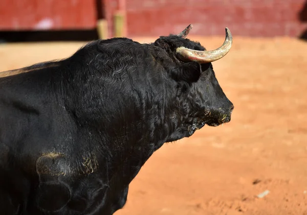 Touro Forte Com Grandes Chifres Espetáculo Tradicional Tourada — Fotografia de Stock