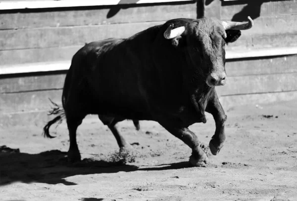 Toro Forte Con Grandi Corna Sul Tradizionale Spettacolo Della Corrida — Foto Stock