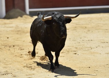 Siyah güçlü boynuzlu İspanyol boğası.