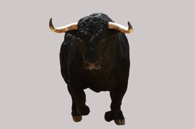 Büyük boynuzları olan güçlü bir siyah boğa İspanyol arenasında