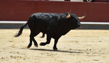 Büyük boynuzları olan güçlü bir siyah boğa İspanyol arenasında