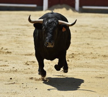 Büyük boynuzları olan güçlü bir siyah boğa İspanyol arenasında