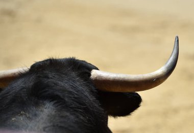 Büyük boynuzları olan güçlü bir siyah boğa İspanyol arenasında