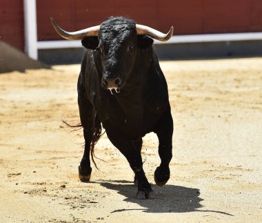 Büyük boynuzları olan güçlü bir siyah boğa İspanyol arenasında