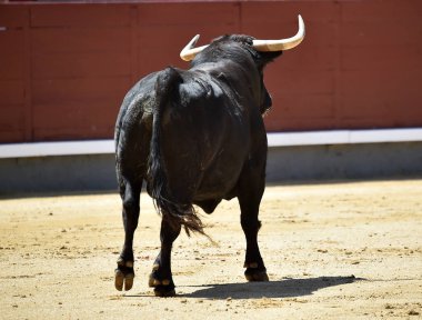 Büyük boynuzları olan güçlü bir siyah boğa İspanyol arenasında