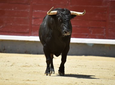 Büyük boynuzları olan güçlü bir siyah boğa İspanyol arenasında