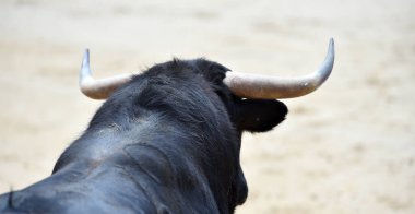 Büyük boynuzları olan güçlü bir siyah boğa İspanyol arenasında