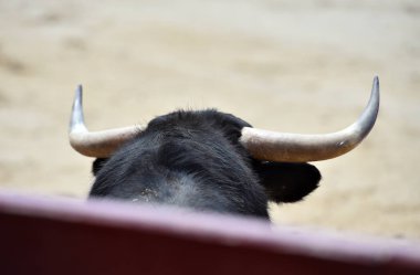 Büyük boynuzları olan güçlü bir siyah boğa İspanyol arenasında