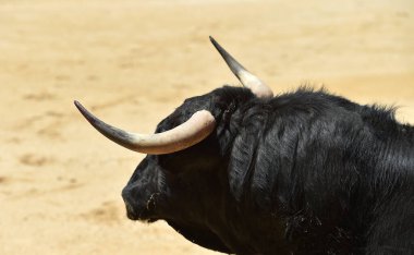 Büyük boynuzları olan güçlü bir siyah boğa İspanyol arenasında