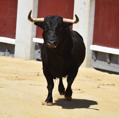 Büyük boynuzları olan güçlü bir siyah boğa İspanyol arenasında