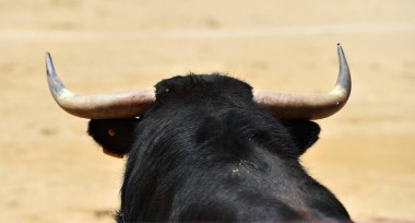 Büyük boynuzları olan güçlü bir siyah boğa İspanyol arenasında