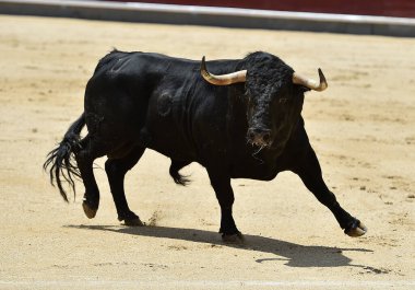 Büyük boynuzları olan güçlü bir siyah boğa İspanyol arenasında