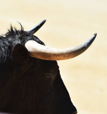 Büyük boynuzları olan güçlü bir siyah boğa İspanyol arenasında