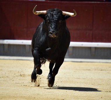 Büyük boynuzları olan güçlü bir siyah boğa İspanyol arenasında