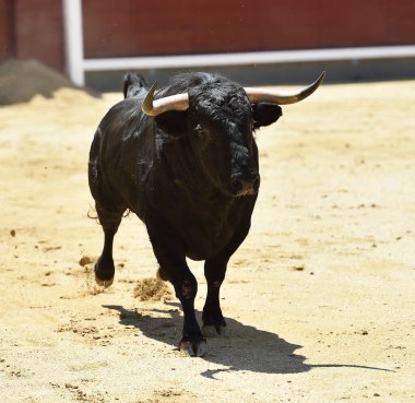 Büyük boynuzları olan güçlü bir siyah boğa İspanyol arenasında