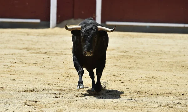 Preto Poderoso Touro Espanhol Com Chifres Grandes — Fotografia de Stock