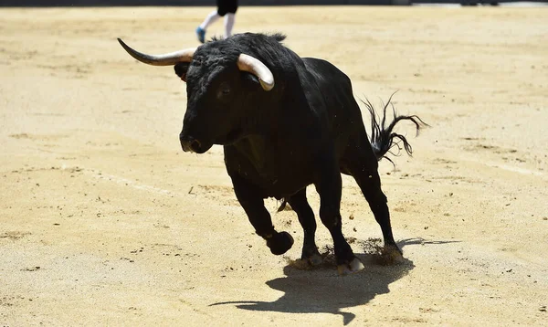 Czarny Potężny Hiszpański Byk Dużymi Rogami — Zdjęcie stockowe