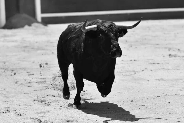 Schwarzer Kräftiger Spanischer Stier Mit Großen Hörnern — Stockfoto