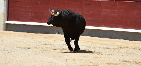 Fekete Erős Spanyol Bika Nagy Szarvakkal — Stock Fotó