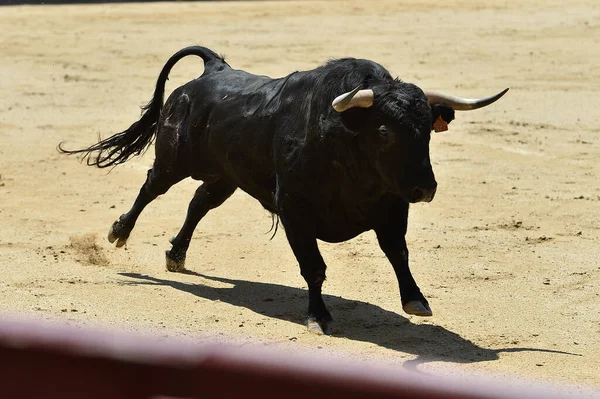 Taureau Espagnol Puissant Noir Avec Grandes Cornes — Photo