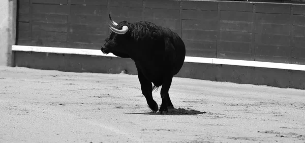 Černý Silný Španělský Býk Velkými Rohy — Stock fotografie