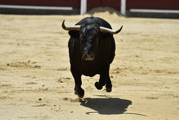 Zwarte Krachtige Spaanse Stier Met Grote Hoorns — Stockfoto