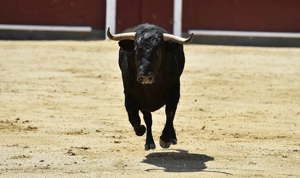 Black Powerful Spanish Bull Big Horns — Stock Photo, Image