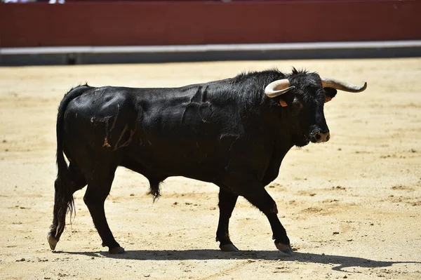 Negro Poderoso Toro Español Con Cuernos Grandes — Foto de Stock