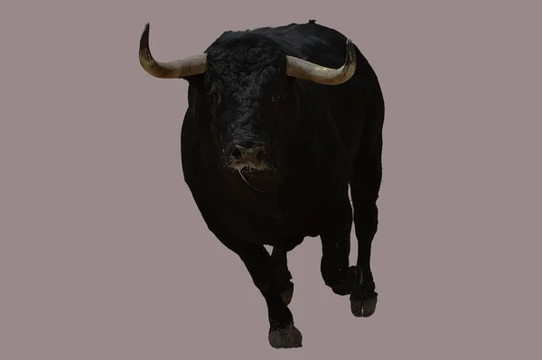 Ein Mächtiger Schwarzer Stier Auf Der Spanischen Stierkampfarena Mit Großen — Stockfoto