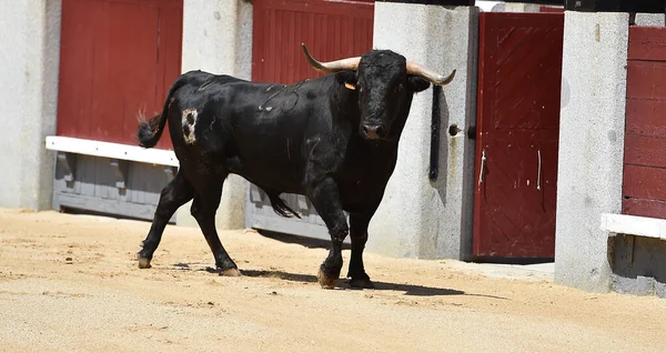 Poderoso Touro Preto Praça Touros Espanhola Com Grandes Chifres — Fotografia de Stock