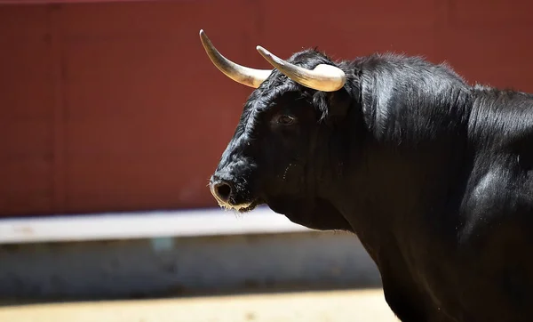 Powerful Black Bull Spanish Bullring Big Horns — Stock Photo, Image