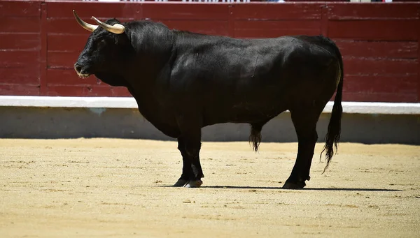 Silný Černý Býk Španělském Býčím Hřišti Velkými Rohy — Stock fotografie