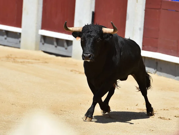 Poderoso Touro Preto Praça Touros Espanhola Com Grandes Chifres — Fotografia de Stock