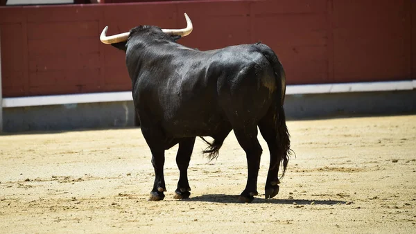 Poderoso Touro Preto Praça Touros Espanhola Com Grandes Chifres — Fotografia de Stock