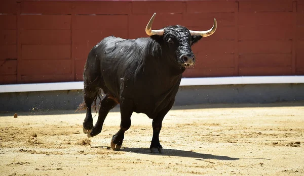 Kraftfull Svart Tjur Den Spanska Tjurfäktningsarenan Med Stora Horn — Stockfoto