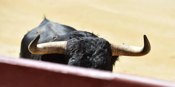 Ein Mächtiger Schwarzer Stier Auf Der Spanischen Stierkampfarena Mit Großen — Stockfoto