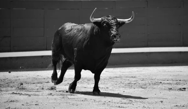 Egy Erős Fekete Bika Spanyol Bikagyűrűn Nagy Szarvakkal — Stock Fotó