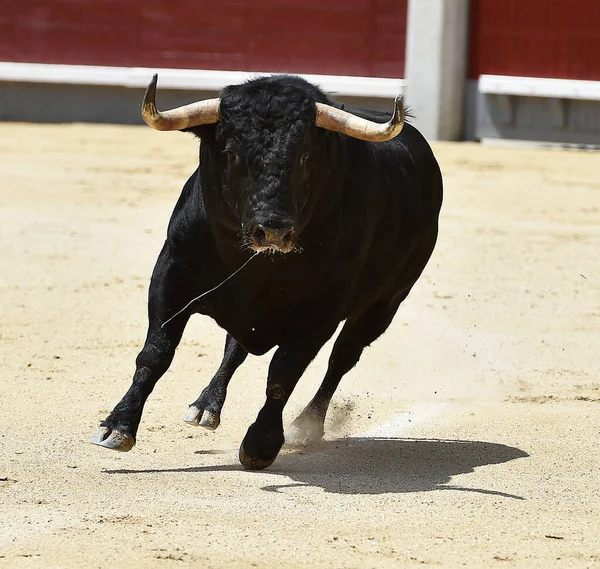 Büyük Boynuzları Olan Güçlü Bir Siyah Boğa Spanyol Arenasında — Stok fotoğraf