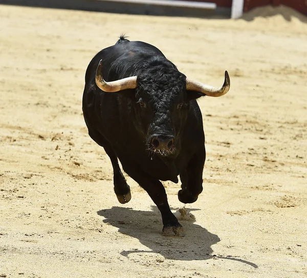 Kraftfull Svart Tjur Den Spanska Tjurfäktningsarenan Med Stora Horn — Stockfoto