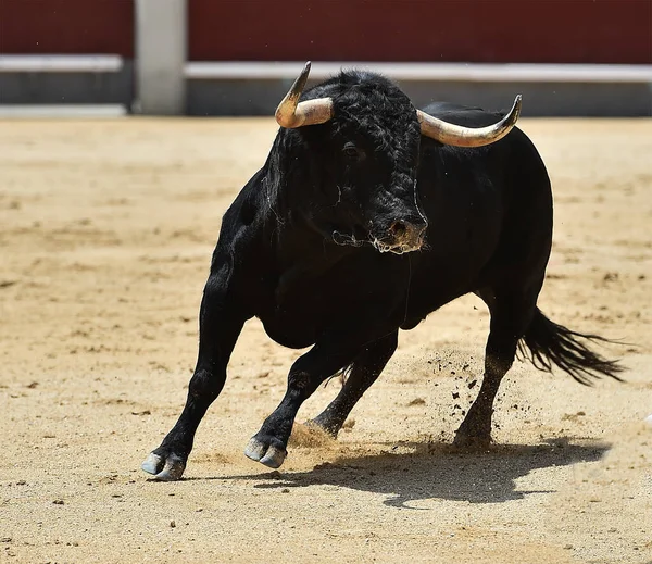 Poderoso Touro Preto Praça Touros Espanhola Com Grandes Chifres — Fotografia de Stock