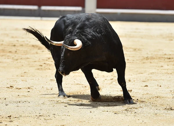 Een Krachtige Zwarte Stier Spaanse Stierenring Met Grote Hoorns — Stockfoto