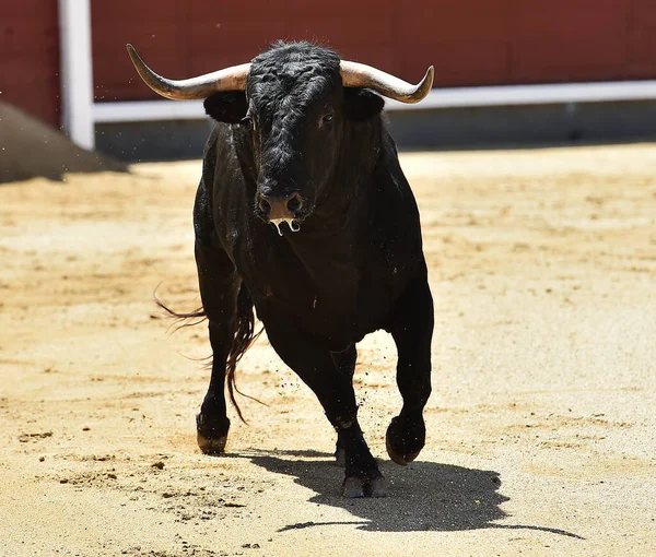 Poderoso Touro Preto Praça Touros Espanhola Com Grandes Chifres — Fotografia de Stock