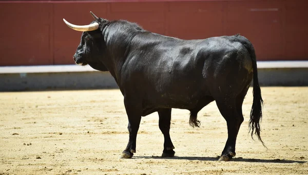 Poderoso Touro Preto Praça Touros Espanhola Com Grandes Chifres — Fotografia de Stock