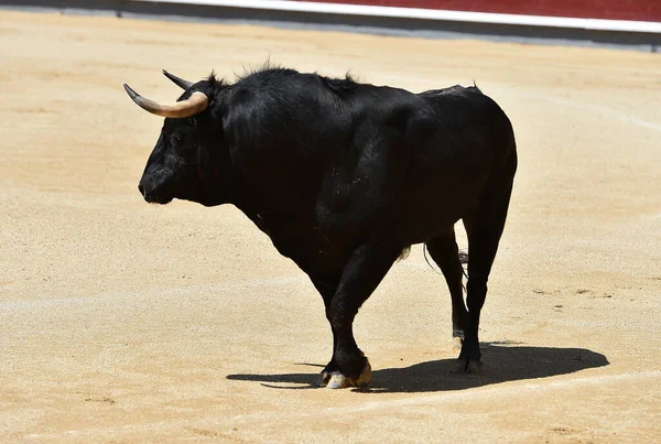 Taureau Noir Puissant Sur Arène Espagnole Avec Grandes Cornes — Photo