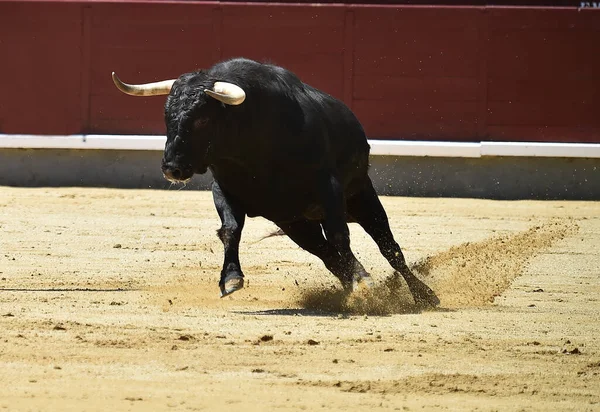 Ein Mächtiger Schwarzer Stier Auf Der Spanischen Stierkampfarena Mit Großen — Stockfoto