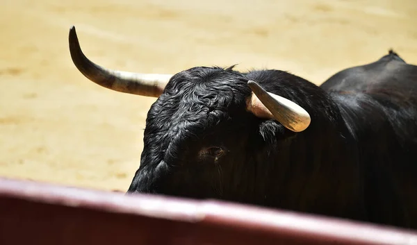 Ein Mächtiger Schwarzer Stier Auf Der Spanischen Stierkampfarena Mit Großen — Stockfoto