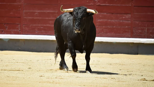 Poderoso Toro Negro Plaza Toros Española Con Cuernos Grandes —  Fotos de Stock