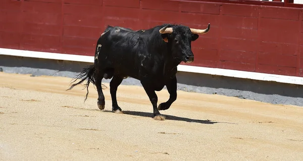 Poderoso Touro Preto Praça Touros Espanhola Com Grandes Chifres — Fotografia de Stock