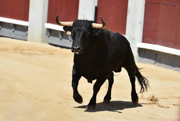 Poderoso Touro Preto Praça Touros Espanhola Com Grandes Chifres — Fotografia de Stock