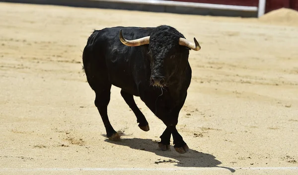 Büyük boynuzları olan güçlü bir siyah boğa İspanyol arenasında